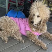All Creatures Veterinary Services ico