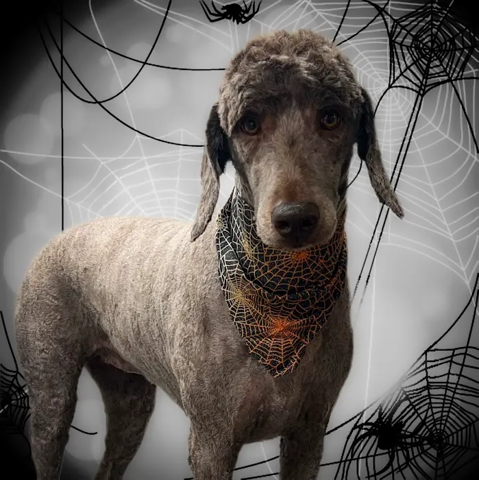 All Creatures Veterinary Services Picture 3