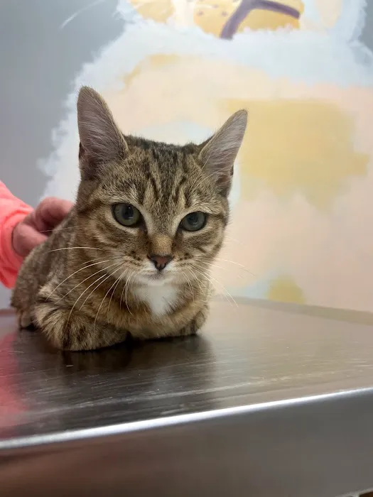 All Creatures Veterinary Services Picture 5