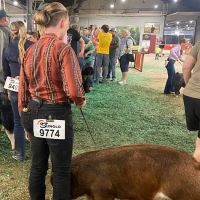 Custom Livestock Solutions ico