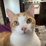 Madison Animal Hospital
