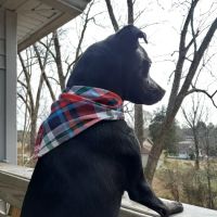 Toccoa Veterinary Hospital ico