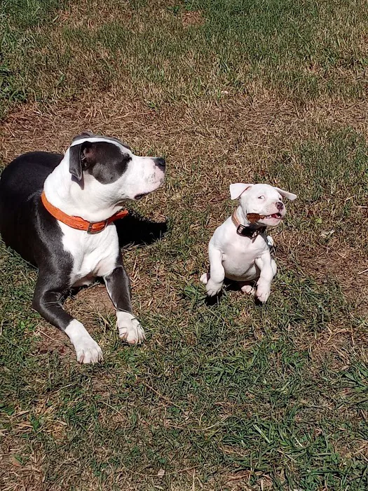 Toccoa Veterinary Hospital Picture 5