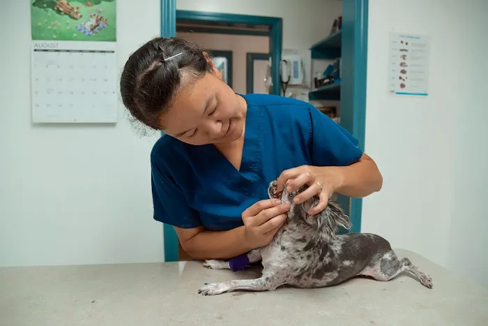 Ila Veterinary Clinic Picture 4