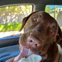 Maggie's Menagerie Veterinary Services ico