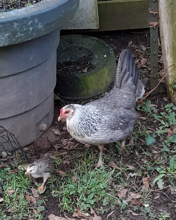 Maggie's Menagerie Veterinary Services Picture 3