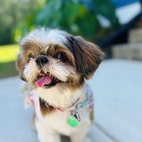 Madison County Veterinary Services ico