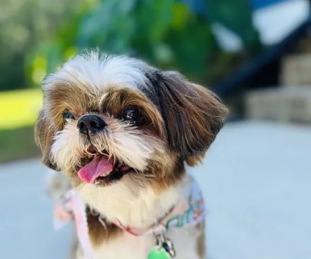 Madison County Veterinary Services