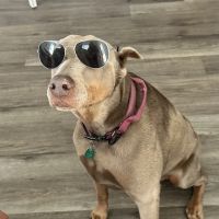 The Pet Space Veterinary Hospital ico