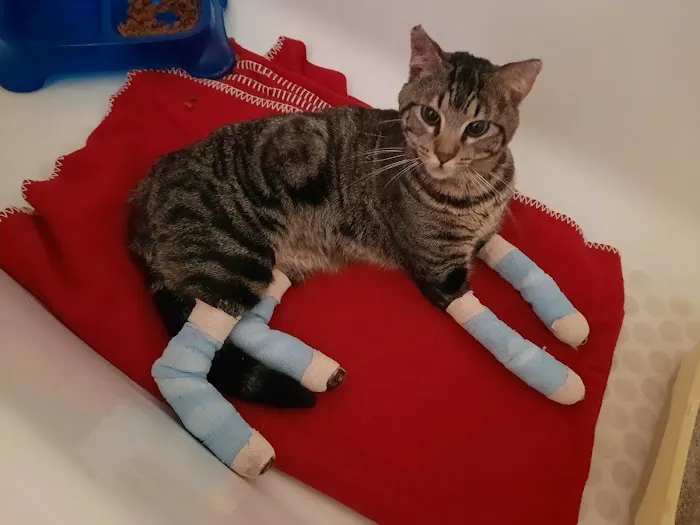 The Pet Space Veterinary Hospital Picture 10