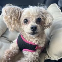 Mountain View Animal Hospital ico