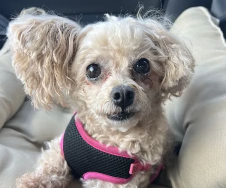 Mountain View Animal Hospital