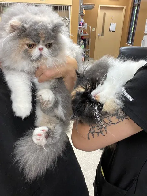 Cherokee Animal Hospital Picture 2
