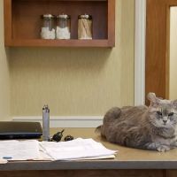 Animal Medical & Surgical Center ico