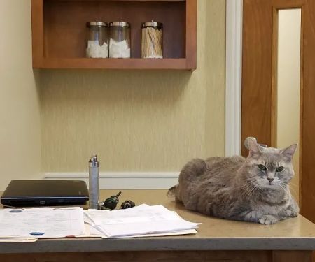 Animal Medical & Surgical Center