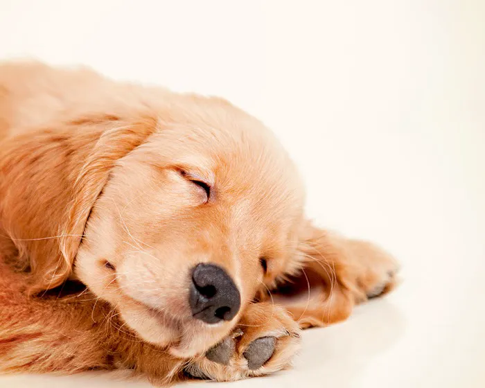 Animal Medical & Surgical Center Picture 8