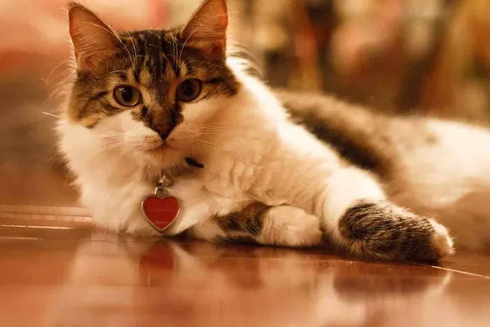 Pet Shots Express Picture 1