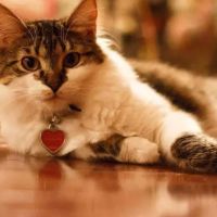 Pet Shots Express ico