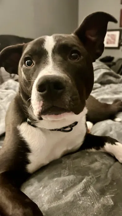 Pet Shots Express Picture 7
