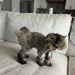 BridgeMill Animal Hospital