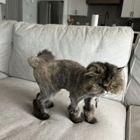 BridgeMill Animal Hospital ico