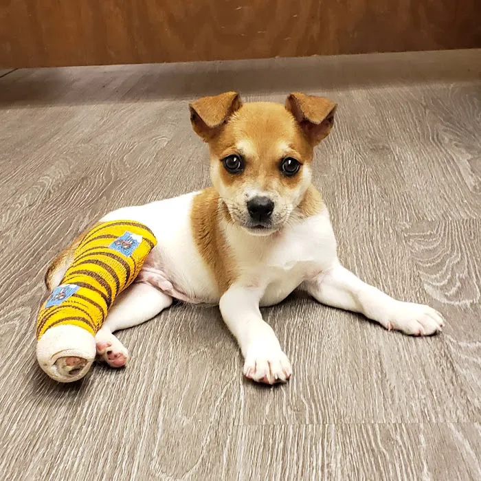 Persimmon Creek Animal Hospital Picture 2
