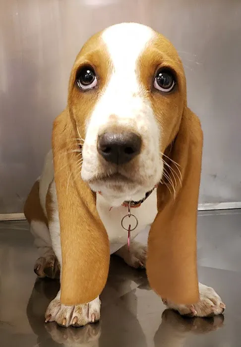 Persimmon Creek Animal Hospital Picture 1