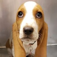 Persimmon Creek Animal Hospital ico