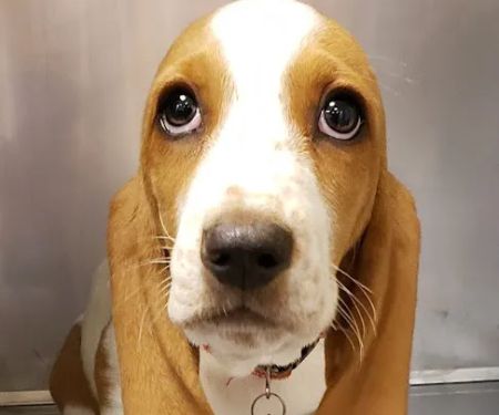 Persimmon Creek Animal Hospital