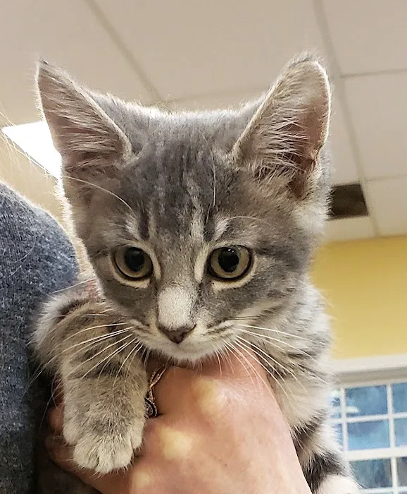 Persimmon Creek Animal Hospital Picture 5