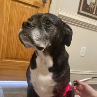 Union Hill Animal Hospital ico