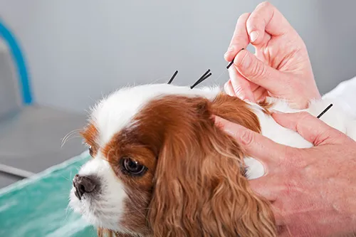 Union Hill Animal Hospital Picture 5