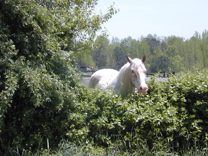 KLM Equine Picture 3