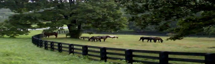KLM Equine Picture 5