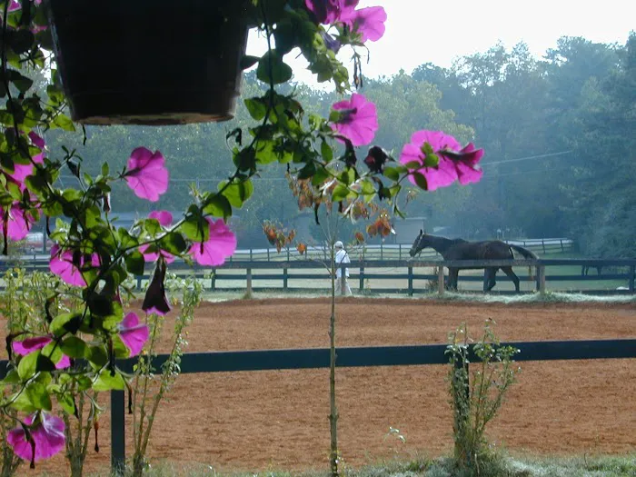 KLM Equine Picture 4