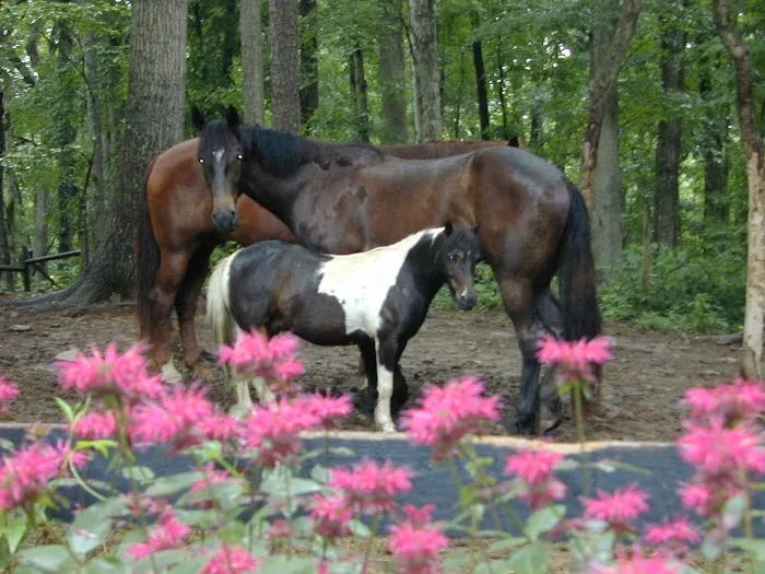 KLM Equine Picture 2
