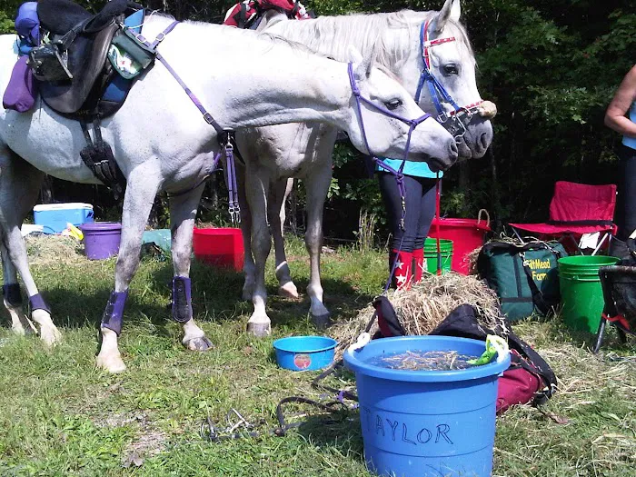 KLM Equine Picture 6
