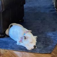 Tri-County Animal Hospital ico