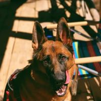 Harmony Animal Hospital ico