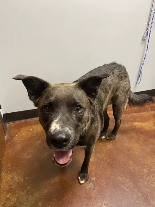 Harmony Animal Hospital Picture 4