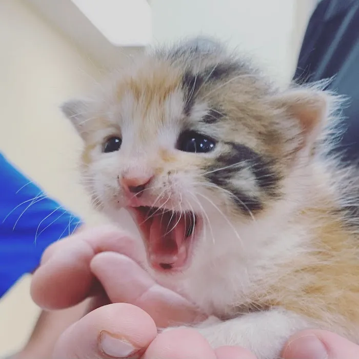 Vickery Animal Hospital Picture 2