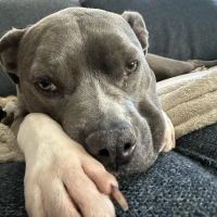 Vickery Animal Hospital ico