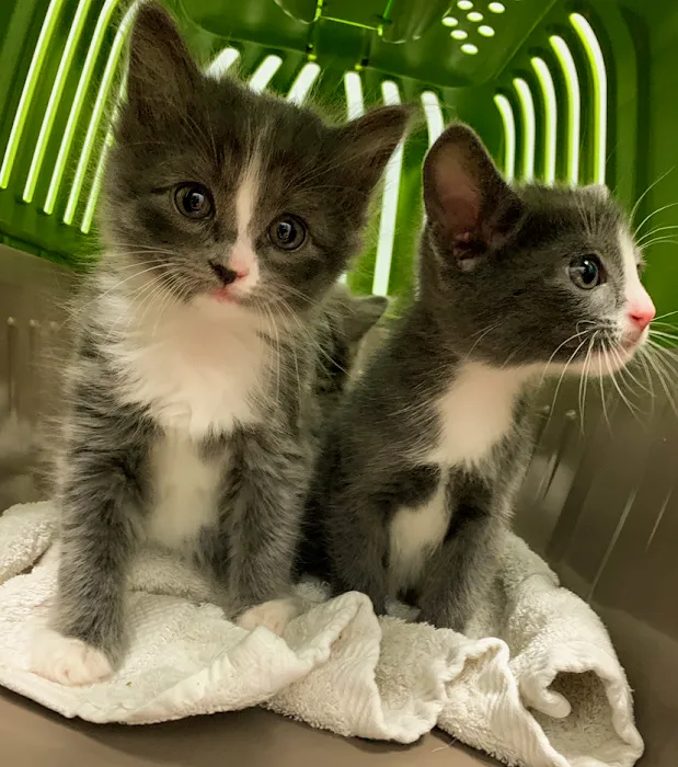 Vickery Animal Hospital Picture 9