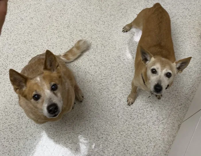 Little River Animal Hospital Picture 5