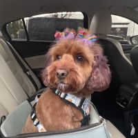 Big Creek Animal Hospital ico