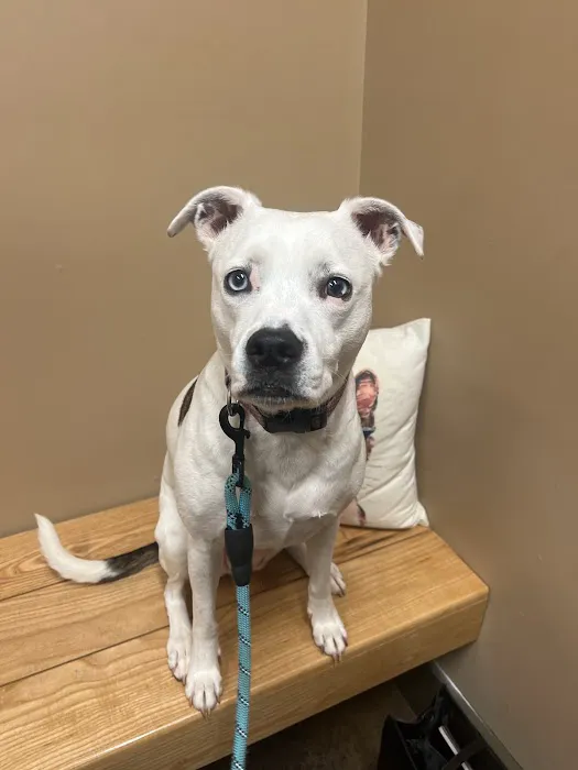 Big Creek Animal Hospital Picture 5