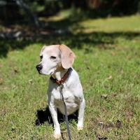 West Forsyth Animal Hospital ico