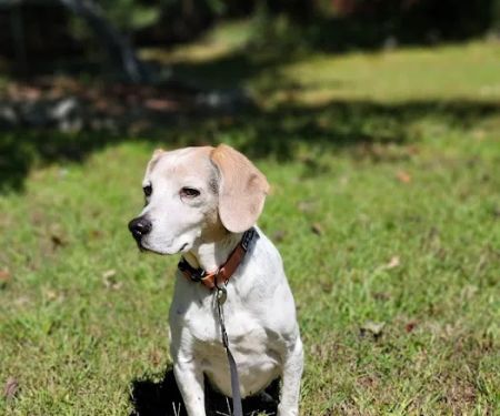 West Forsyth Animal Hospital