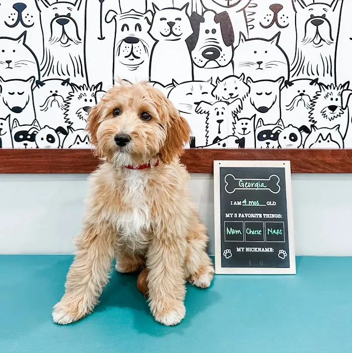 West Forsyth Animal Hospital Picture 8