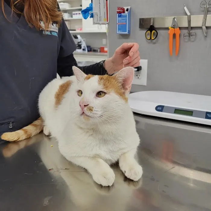 West Forsyth Animal Hospital Picture 9
